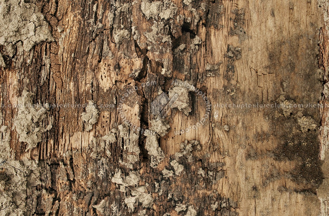 Textures   -   NATURE ELEMENTS   -   BARK  - Bark texture seamless 12317 (seamless)