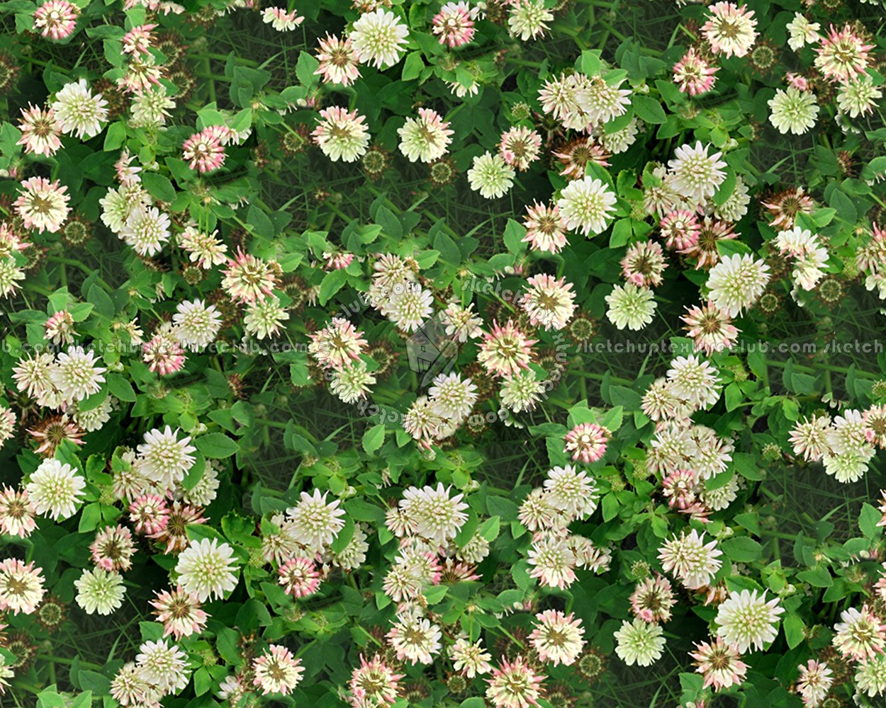 Textures   -   NATURE ELEMENTS   -   VEGETATION   -   Flowery fields  - Flowery meadow texture seamless 12948 (seamless)