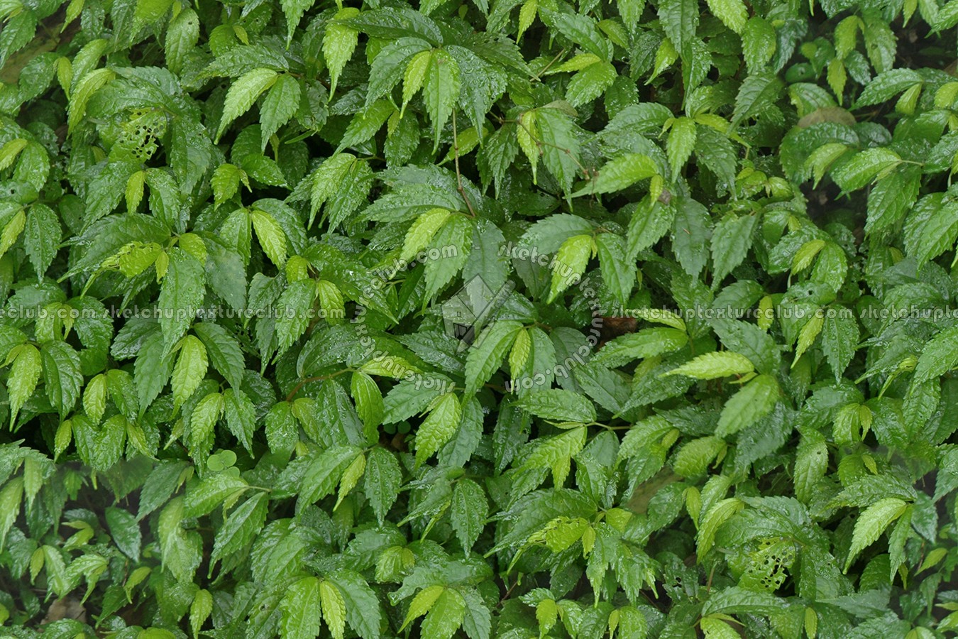 Textures   -   NATURE ELEMENTS   -   VEGETATION   -   Hedges  - Green hedge texture seamless 13077 (seamless)