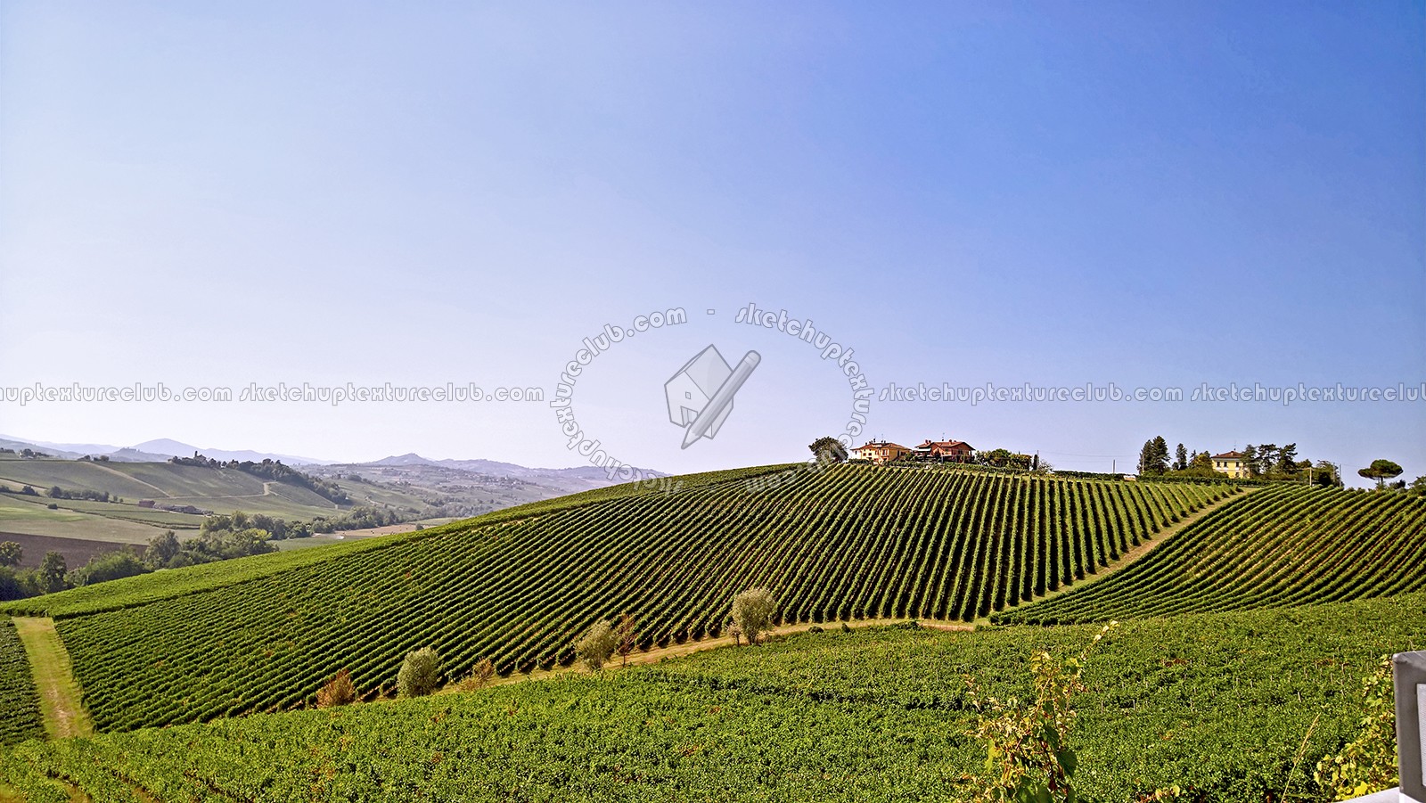 Textures   -   BACKGROUNDS &amp; LANDSCAPES   -   NATURE   -   Vineyards  - Italy vineyards background 17734