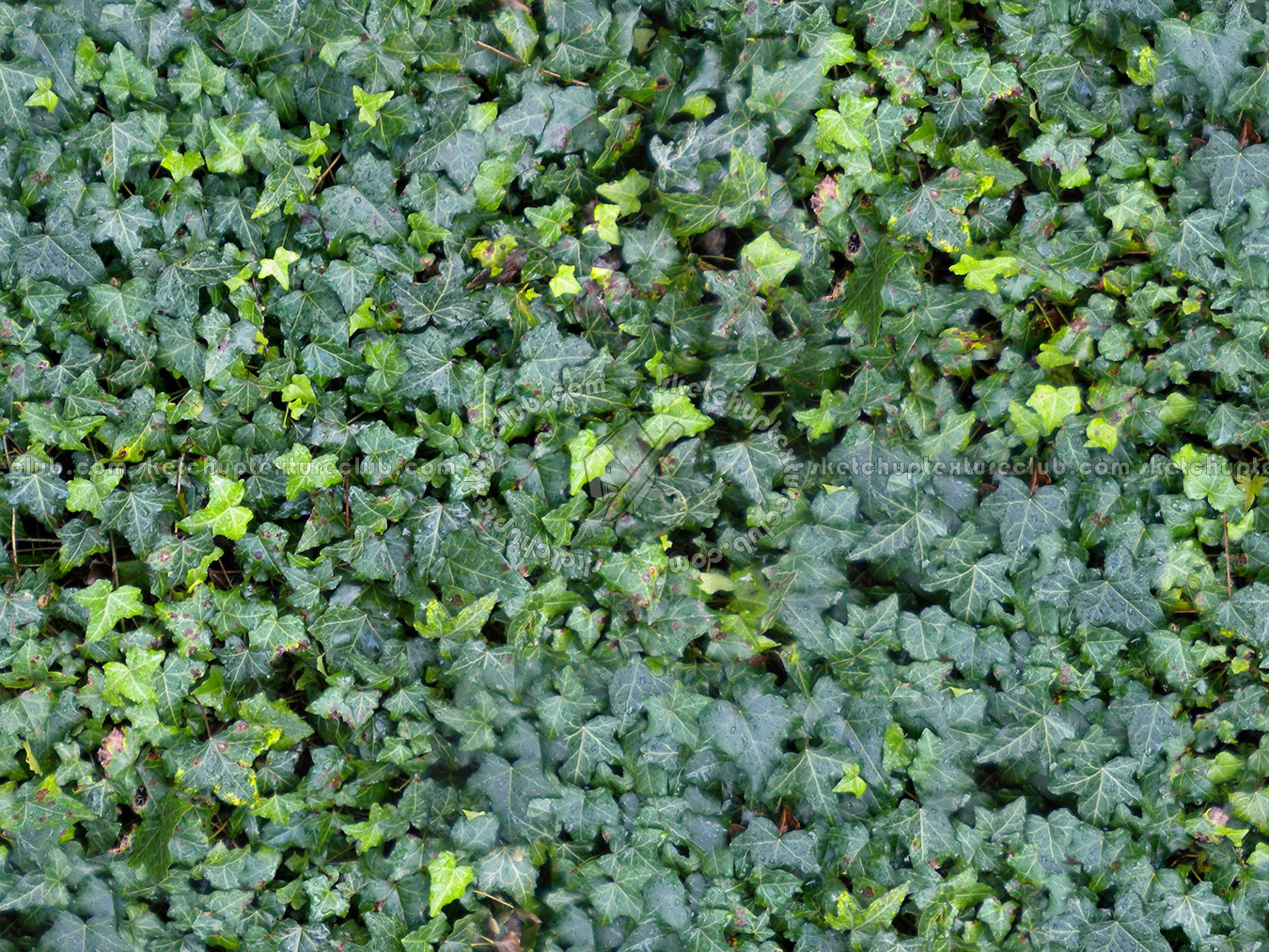 Textures   -   NATURE ELEMENTS   -   VEGETATION   -   Hedges  - Ivy hedge texture seamless 13078 (seamless)