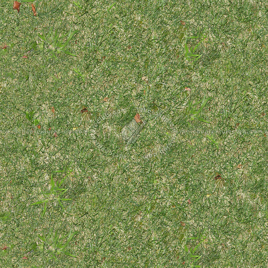 Textures   -   NATURE ELEMENTS   -   VEGETATION   -   Green grass  - Green grass texture seamless 12979 (seamless)