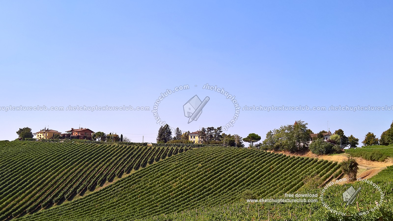Textures   -   BACKGROUNDS &amp; LANDSCAPES   -   NATURE   -   Vineyards  - Italy vineyards background 17735