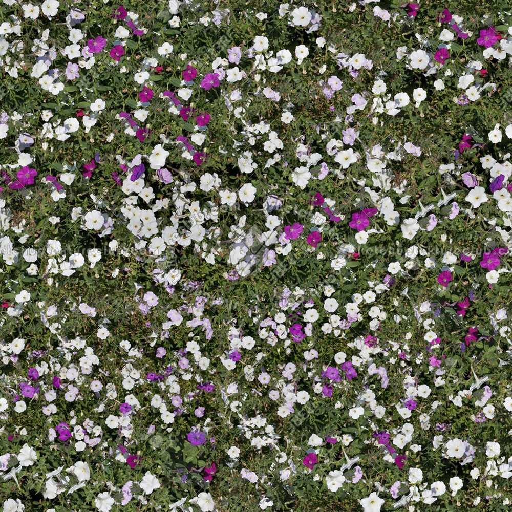 Textures   -   NATURE ELEMENTS   -   VEGETATION   -   Flowery fields  - Flowery meadow texture seamless 12952 (seamless)