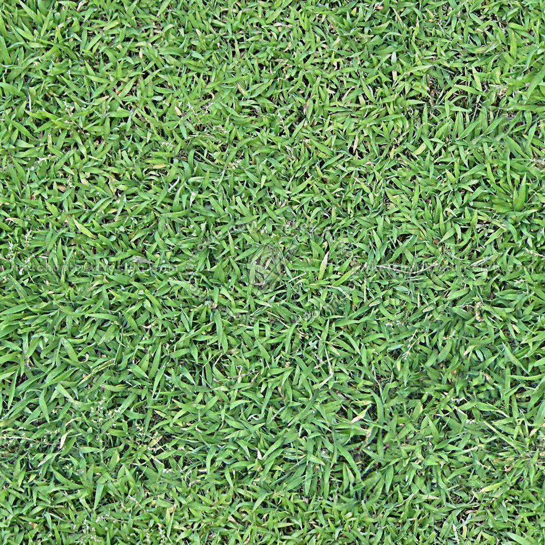 Textures   -   NATURE ELEMENTS   -   VEGETATION   -   Green grass  - Green grass texture seamless 12981 (seamless)