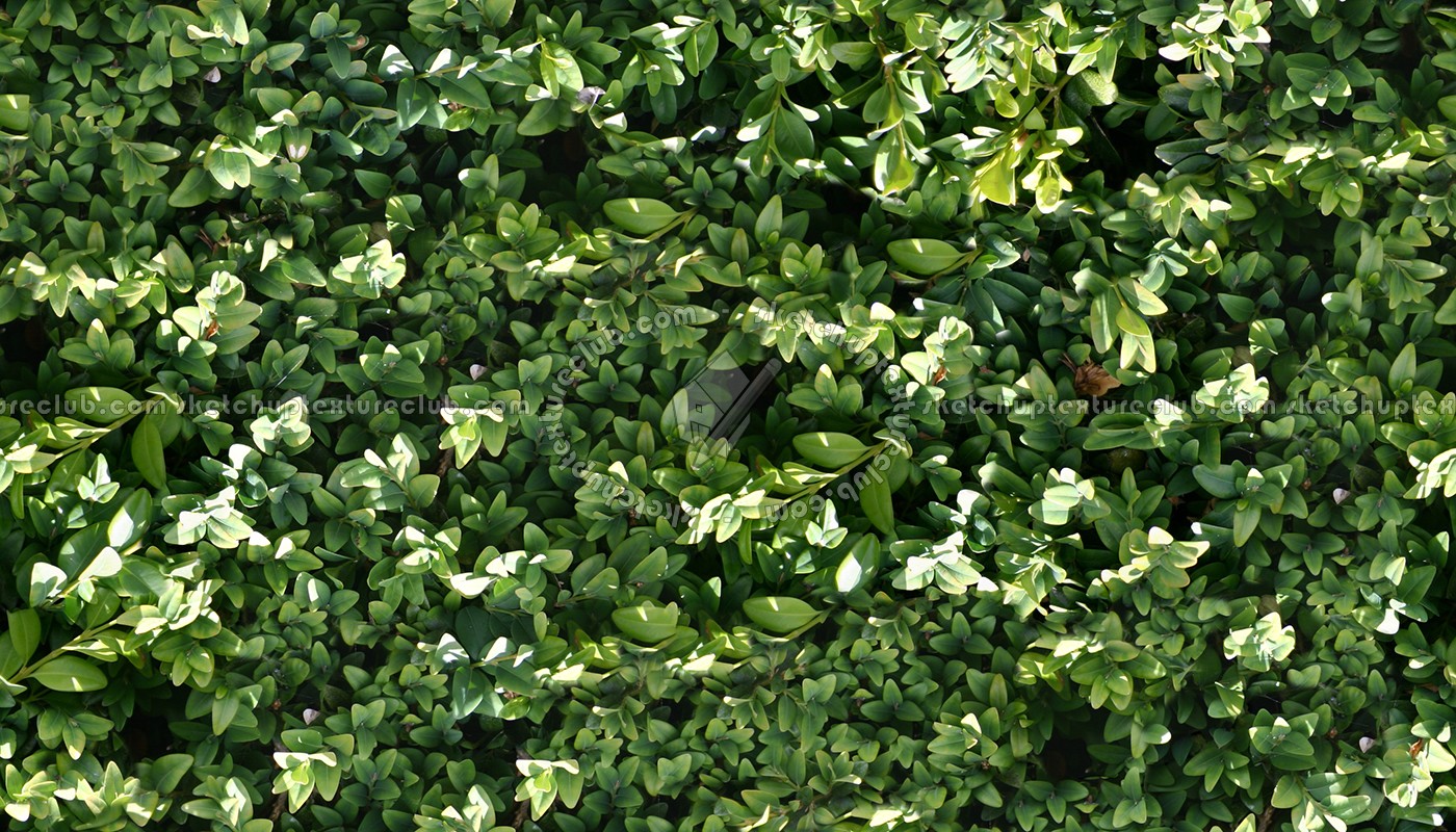 Textures   -   NATURE ELEMENTS   -   VEGETATION   -   Hedges  - Green hedge texture seamless 13081 (seamless)