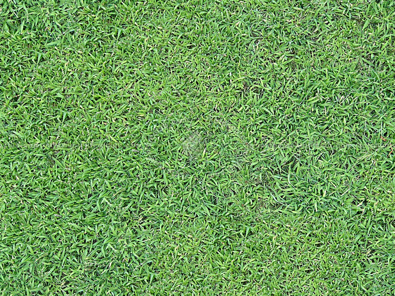 Textures   -   NATURE ELEMENTS   -   VEGETATION   -   Green grass  - Green grass texture seamless 12982 (seamless)
