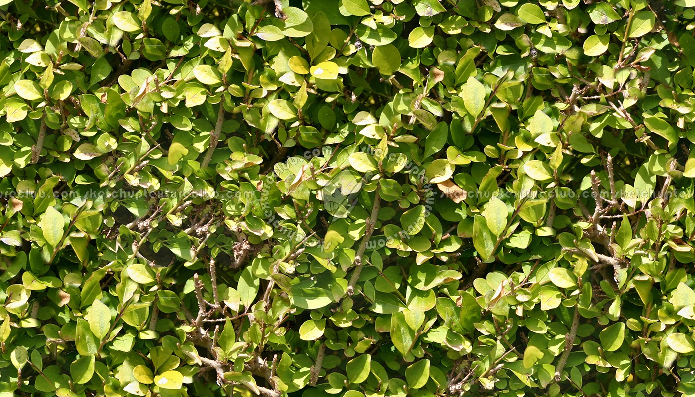 Textures   -   NATURE ELEMENTS   -   VEGETATION   -   Hedges  - Green hedge texture seamless 13082 (seamless)