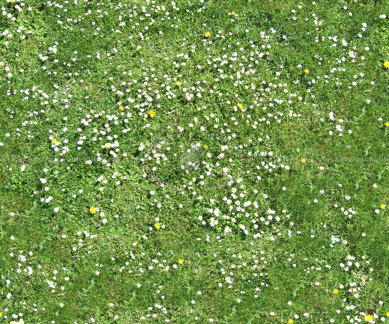seamless grass texture flowers seamless grass texture flowers