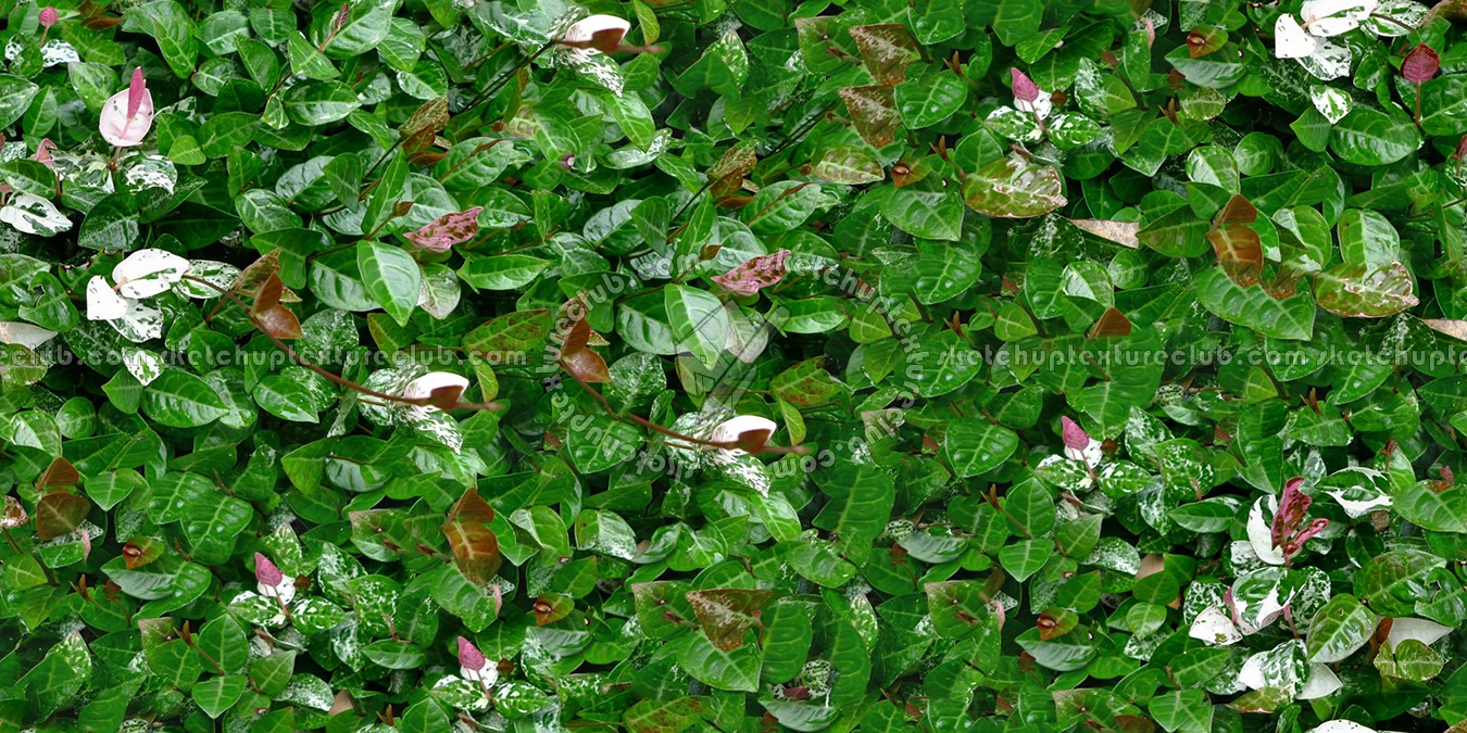 Textures   -   NATURE ELEMENTS   -   VEGETATION   -   Hedges  - Green hedge texture seamless 13083 (seamless)