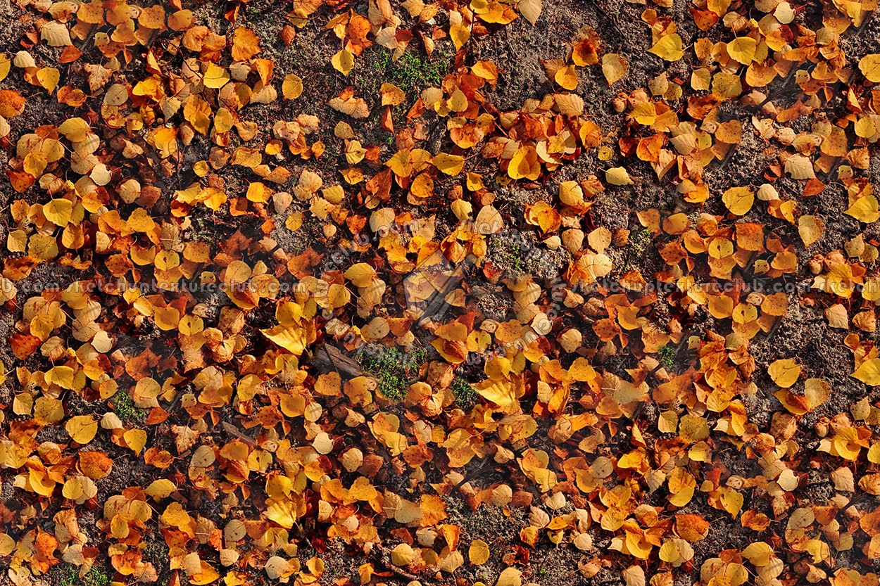 Textures   -   NATURE ELEMENTS   -   VEGETATION   -   Leaves dead  - Leaves dead texture seamless 13132 (seamless)