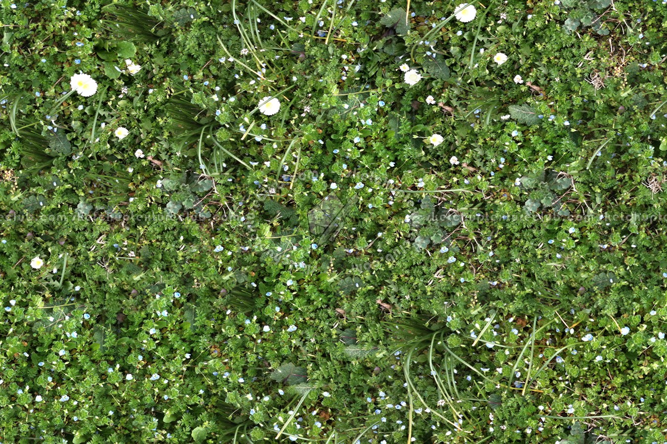 Textures   -   NATURE ELEMENTS   -   VEGETATION   -   Flowery fields  - Flowery meadow texture seamless 12955 (seamless)