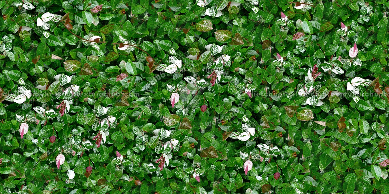 Textures   -   NATURE ELEMENTS   -   VEGETATION   -   Hedges  - Green hedge texture seamless 13084 (seamless)