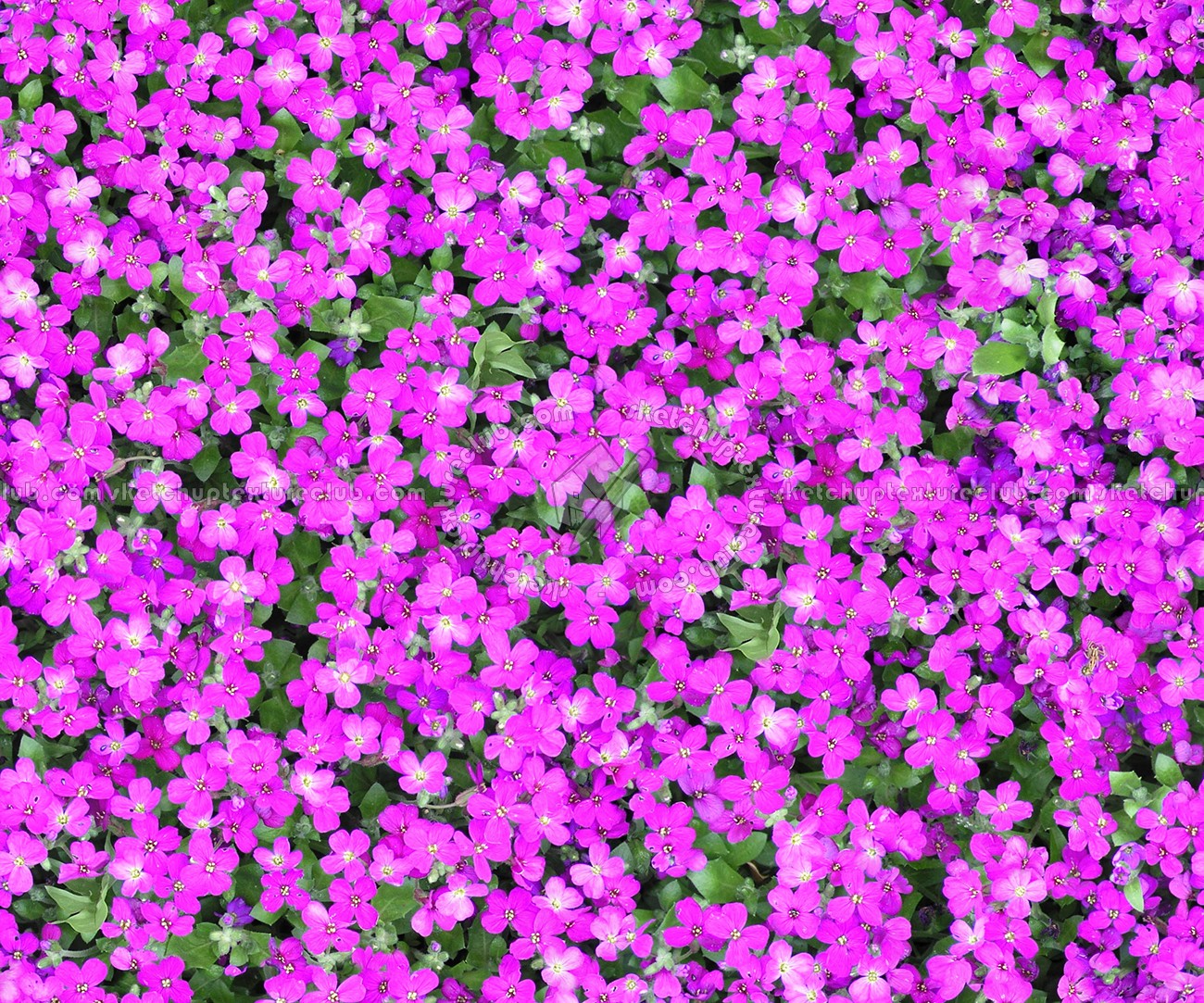 Textures   -   NATURE ELEMENTS   -   VEGETATION   -   Hedges  - Hedge in bloom texture seamless 13085 (seamless)
