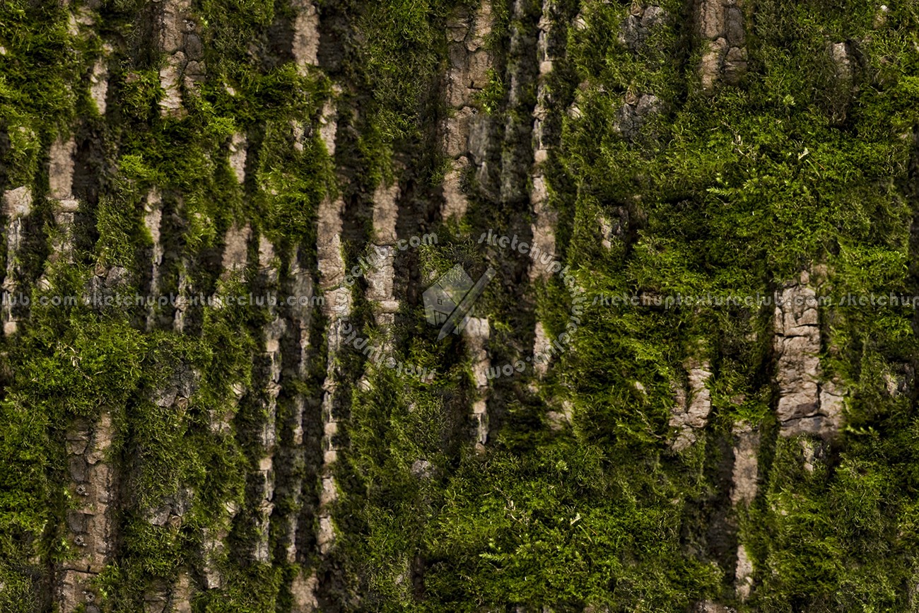 Textures   -   NATURE ELEMENTS   -   VEGETATION   -   Moss  - Bark moss texture seamless 13171 (seamless)