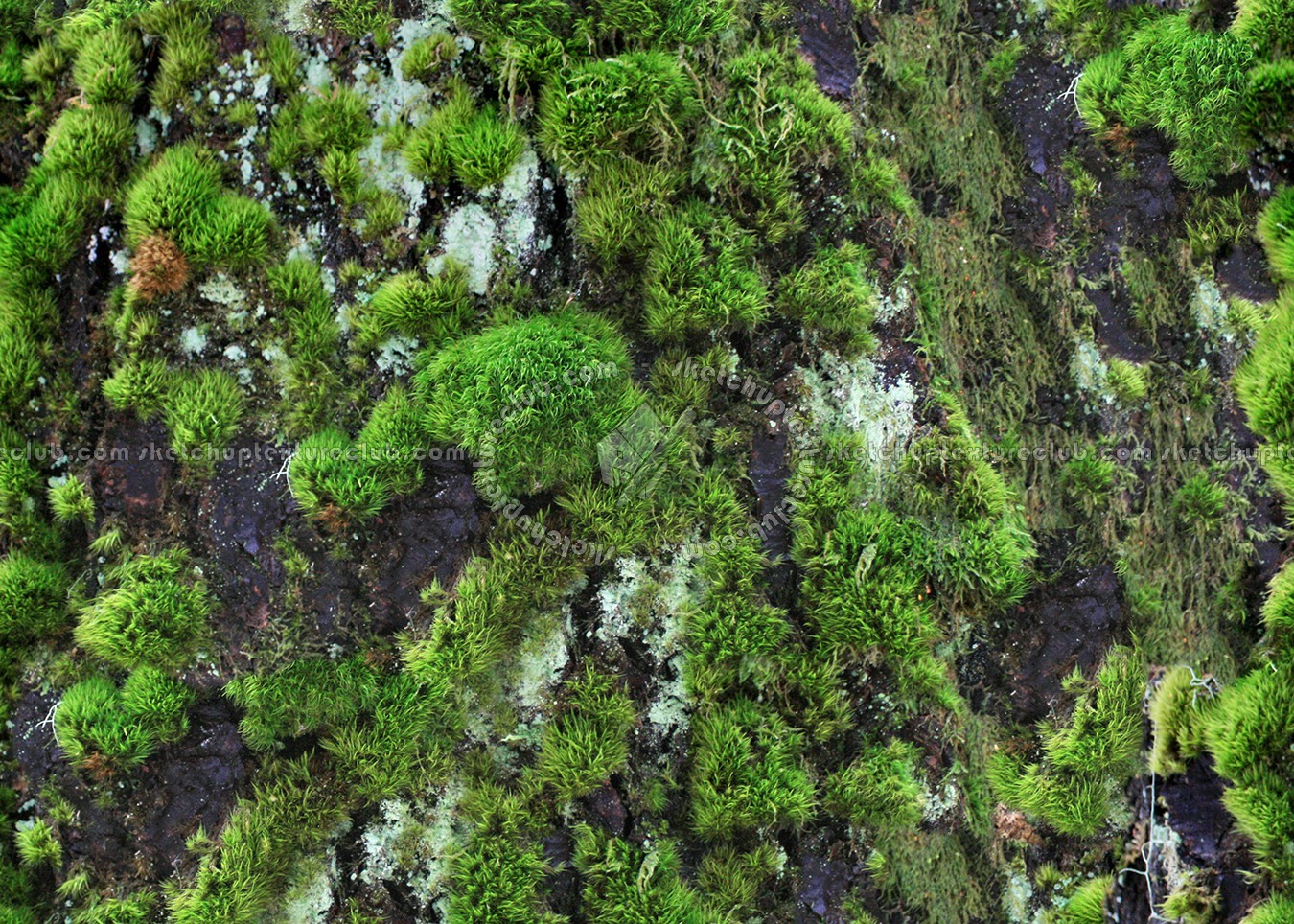 moss textures seamless