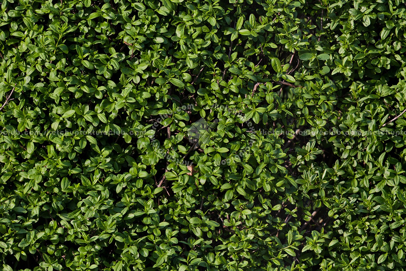 Textures   -   NATURE ELEMENTS   -   VEGETATION   -   Hedges  - Green hedge texture seamless 13089 (seamless)