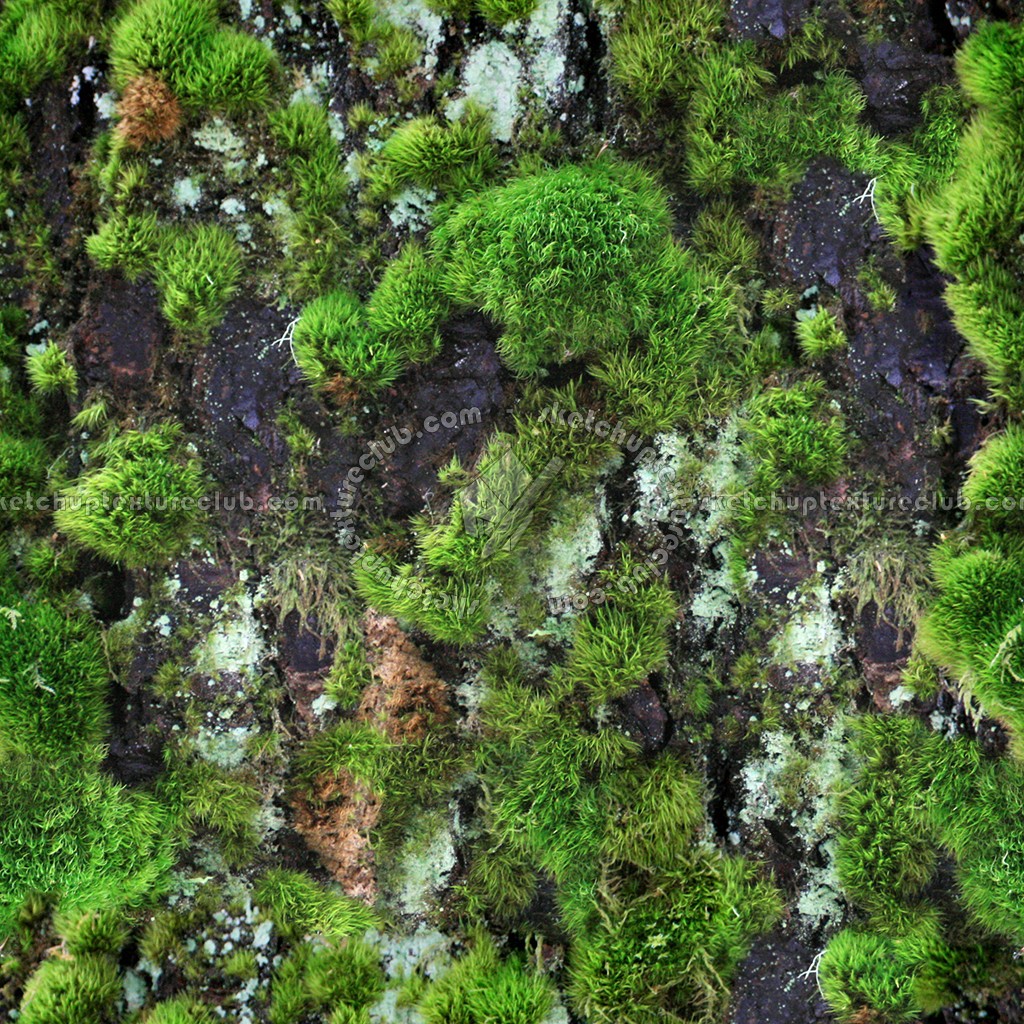 Textures   -   NATURE ELEMENTS   -   VEGETATION   -   Moss  - Bark moss texture seamless 13174 (seamless)