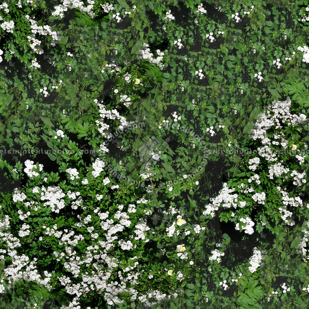 Textures   -   NATURE ELEMENTS   -   VEGETATION   -   Hedges  - Hedge in bloom texture seamless 13090 (seamless)