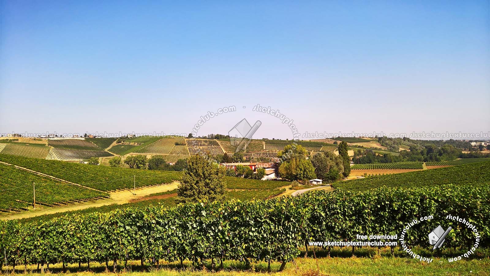 Textures   -   BACKGROUNDS &amp; LANDSCAPES   -   NATURE   -   Vineyards  - Italy vineyards background 18053