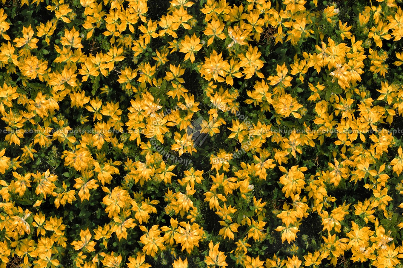 Textures   -   NATURE ELEMENTS   -   VEGETATION   -   Flowery fields  - Flowery meadow texture seamless 12962 (seamless)