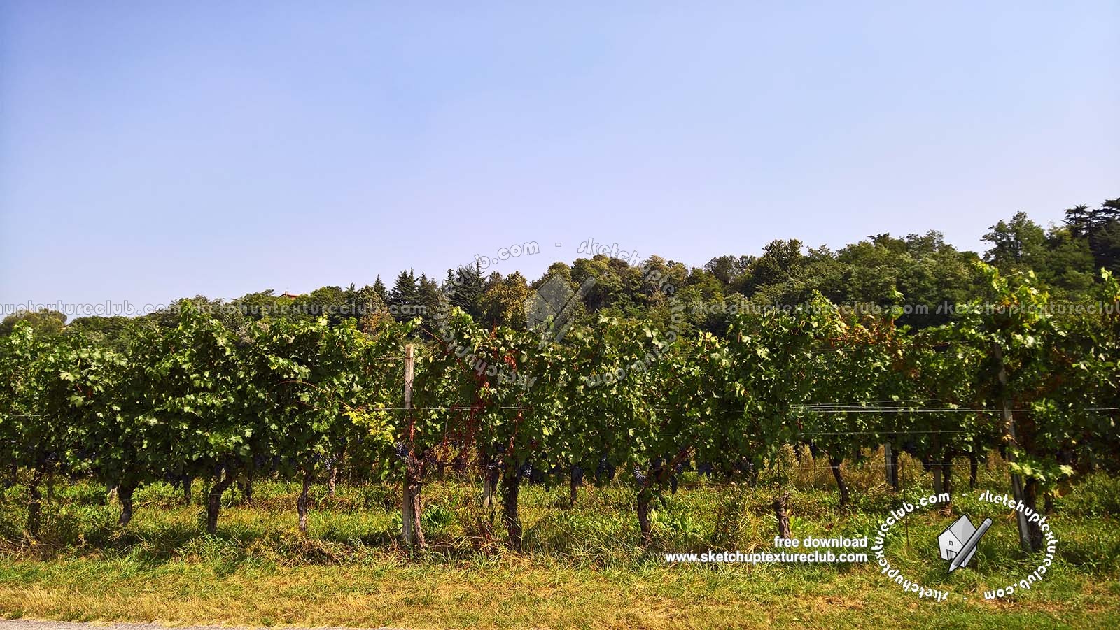 Textures   -   BACKGROUNDS &amp; LANDSCAPES   -   NATURE   -   Vineyards  - Italy vineyards background 18054