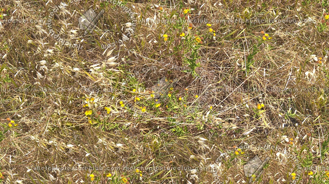 Textures   -   NATURE ELEMENTS   -   VEGETATION   -   Dry grass  - Dry grass texture seamless 17328 (seamless)