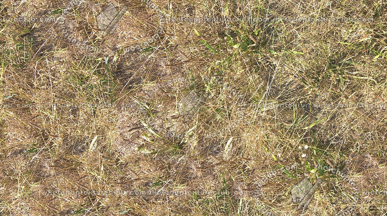 Textures   -   NATURE ELEMENTS   -   VEGETATION   -   Dry grass  - Dry grass texture seamless 17329 (seamless)