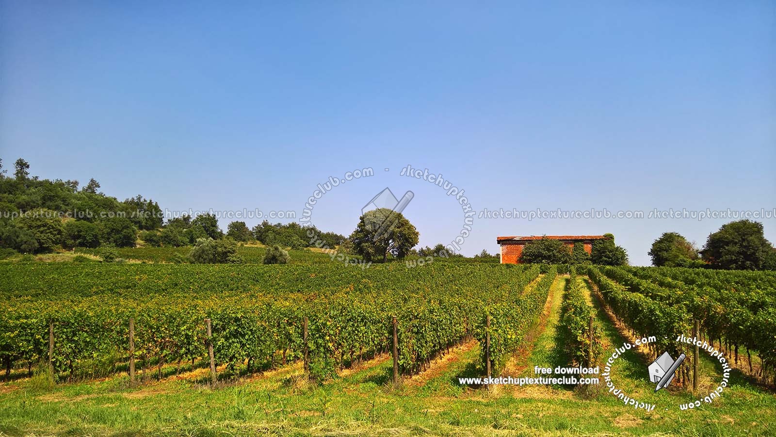 Textures   -   BACKGROUNDS &amp; LANDSCAPES   -   NATURE   -   Vineyards  - Italy vineyards background 18056