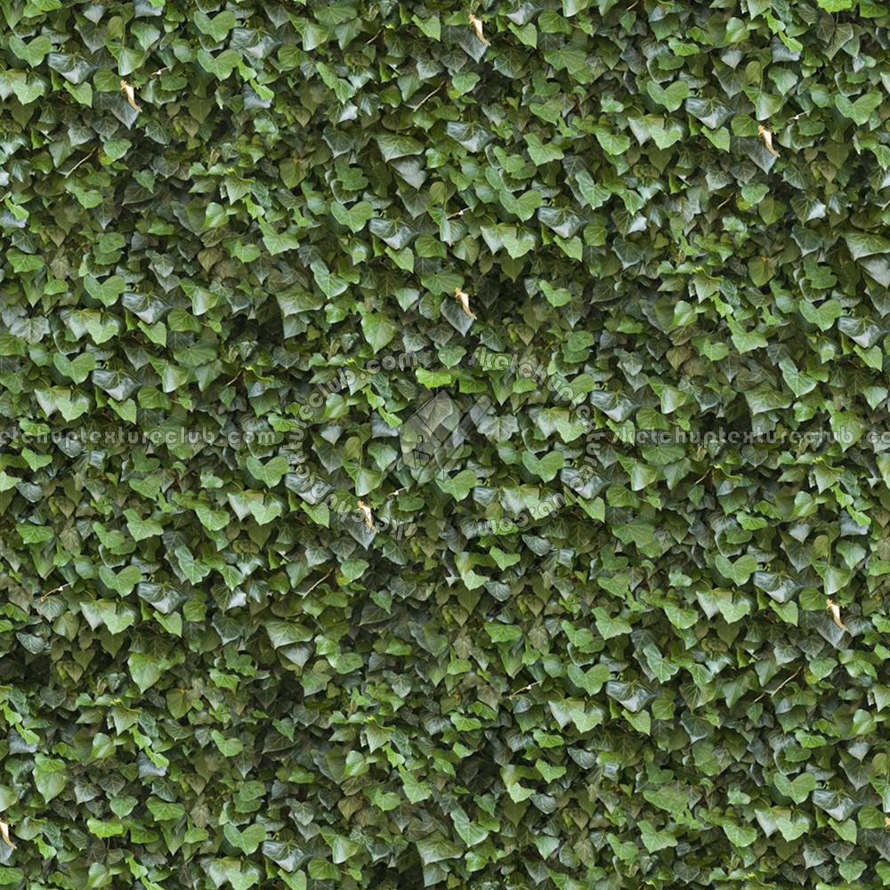 Textures   -   NATURE ELEMENTS   -   VEGETATION   -   Hedges  - Ivy hedge texture seamless 13093 (seamless)