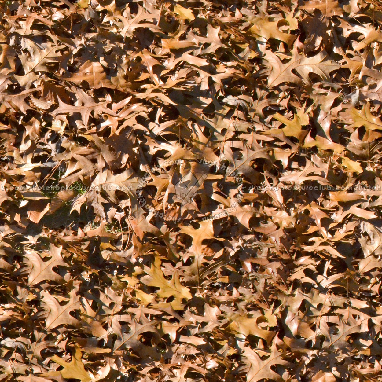 Textures   -   NATURE ELEMENTS   -   VEGETATION   -   Leaves dead  - Leaves dead texture seamless 13142 (seamless)
