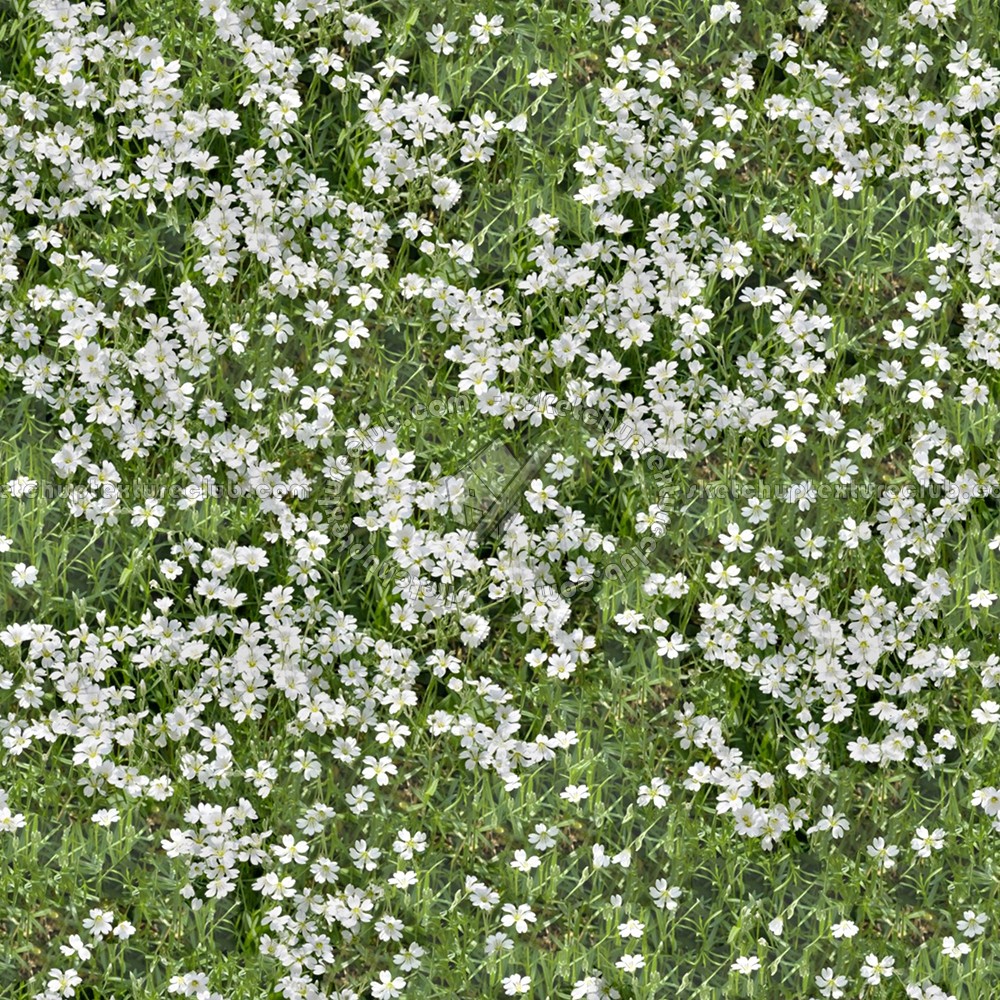 Textures   -   NATURE ELEMENTS   -   VEGETATION   -   Flowery fields  - Flowery meadow texture seamless 12965 (seamless)