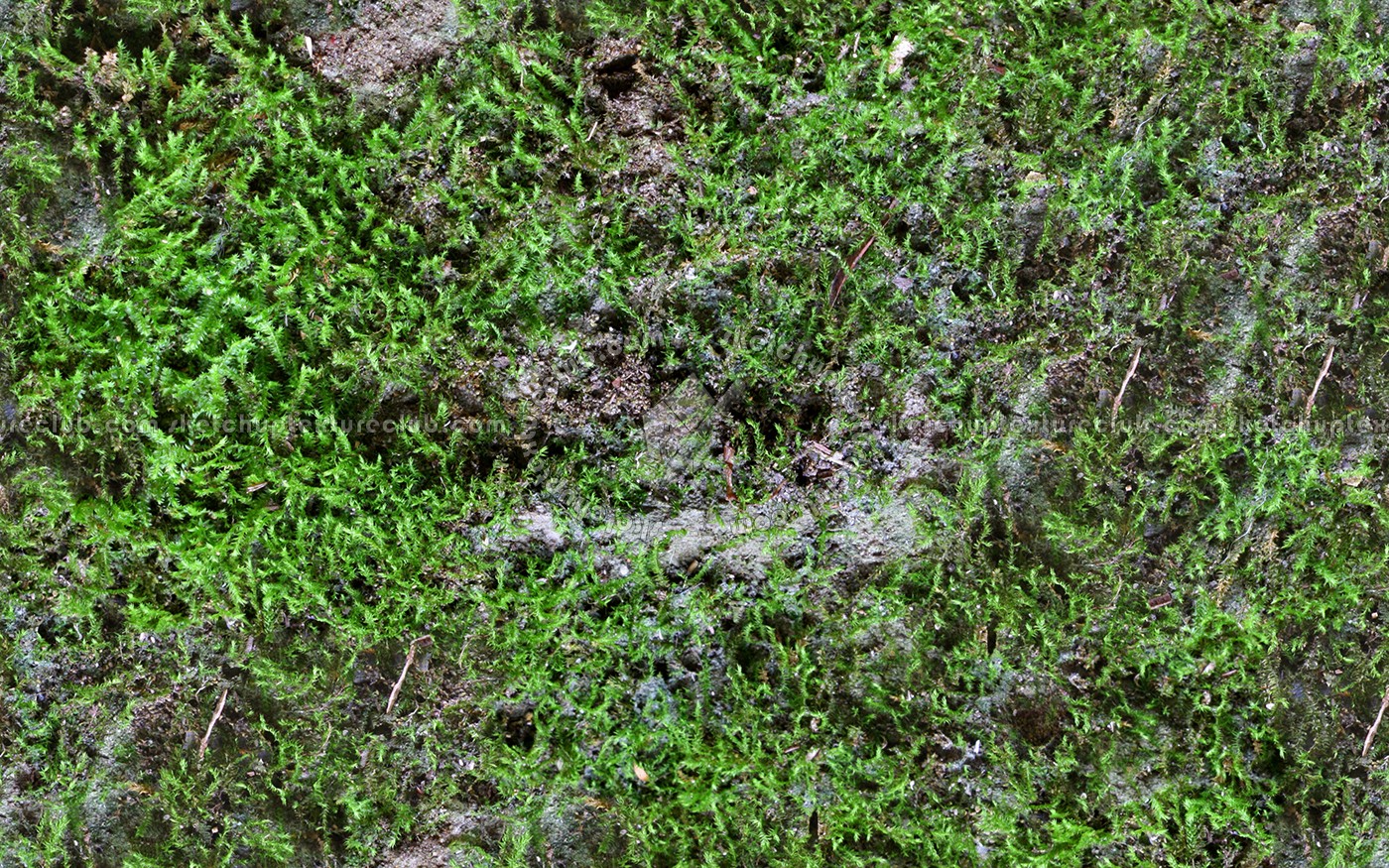 Textures   -   NATURE ELEMENTS   -   VEGETATION   -   Moss  - Ground moss texture seamless 13178 (seamless)