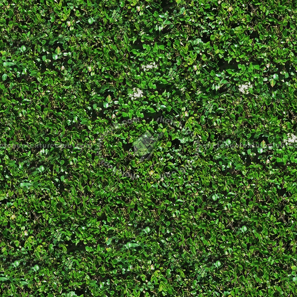 Textures   -   NATURE ELEMENTS   -   VEGETATION   -   Hedges  - Green hedge texture seamless 13095 (seamless)