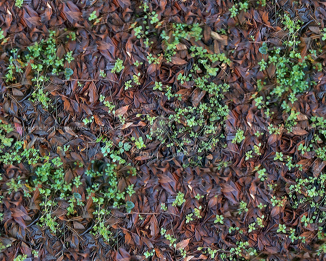 Textures   -   NATURE ELEMENTS   -   VEGETATION   -   Leaves dead  - Leaves dead texture seamless 13144 (seamless)