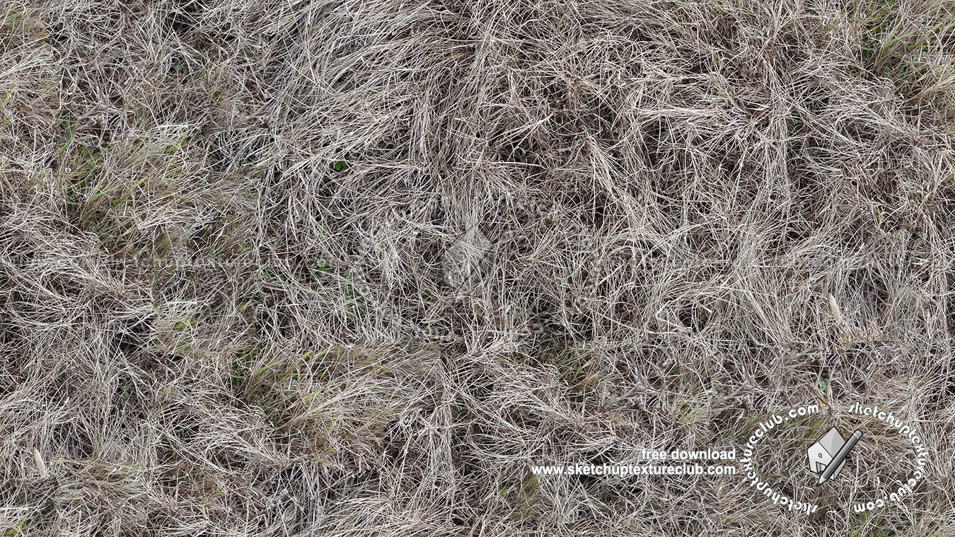 Textures   -   NATURE ELEMENTS   -   VEGETATION   -   Dry grass  - Dry grass texture seamless 18653 (seamless)