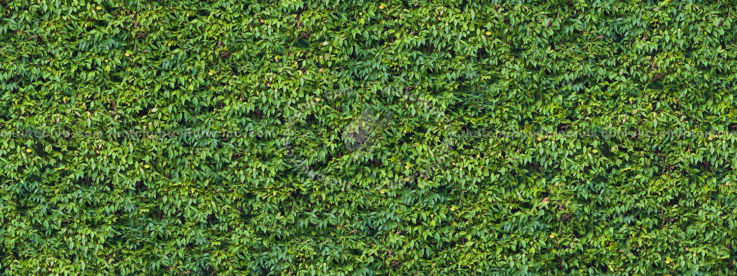 Textures   -   NATURE ELEMENTS   -   VEGETATION   -   Hedges  - Green hedge texture seamless 13098 (seamless)