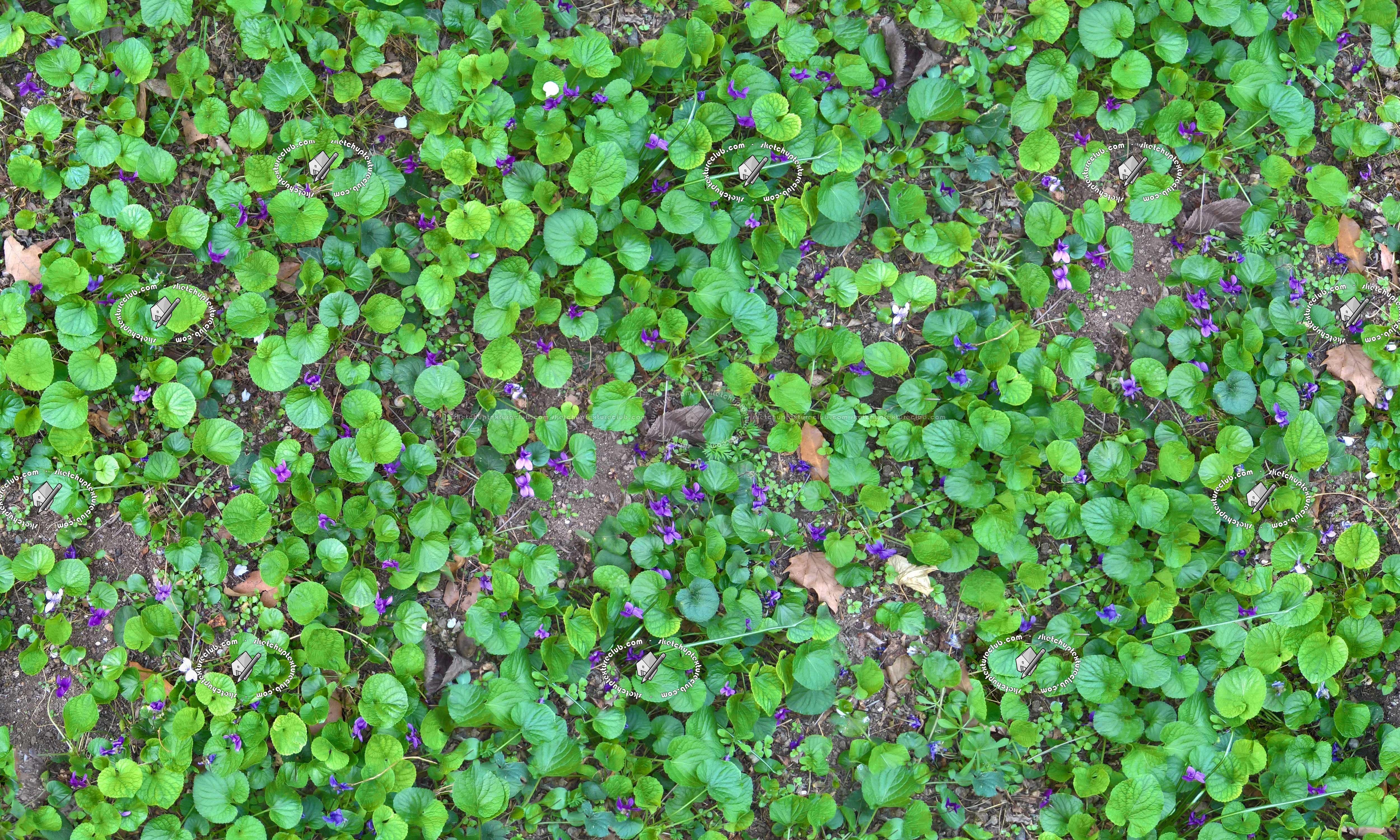 Textures   -   NATURE ELEMENTS   -   VEGETATION   -   Flowery fields  - Wild violets texture seamless 20582 (seamless)