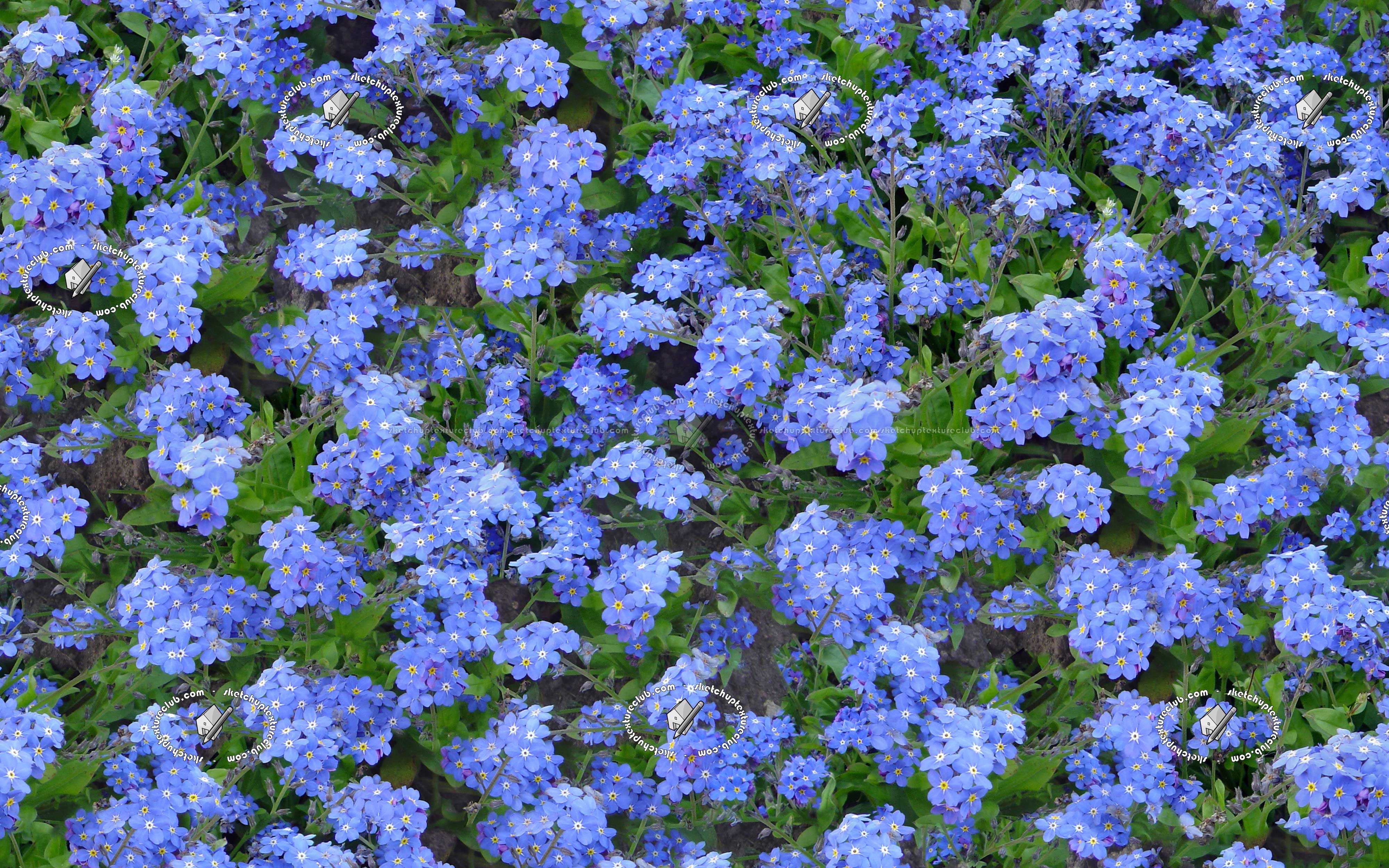Textures   -   NATURE ELEMENTS   -   VEGETATION   -   Flowery fields  - Meadow of myosotis victoria texture seamless 20583 (seamless)