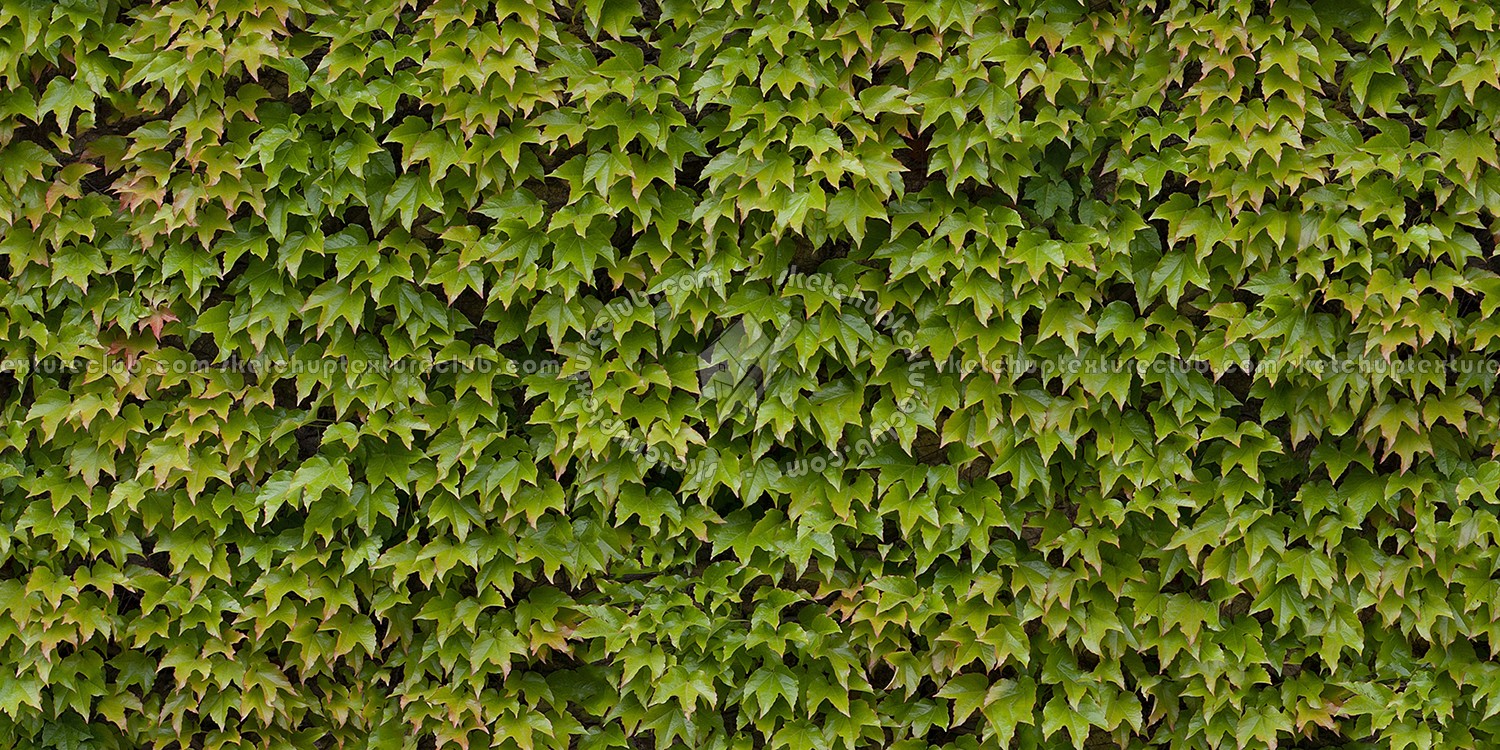 Textures   -   NATURE ELEMENTS   -   VEGETATION   -   Hedges  - Green hedge texture seamless 13101 (seamless)