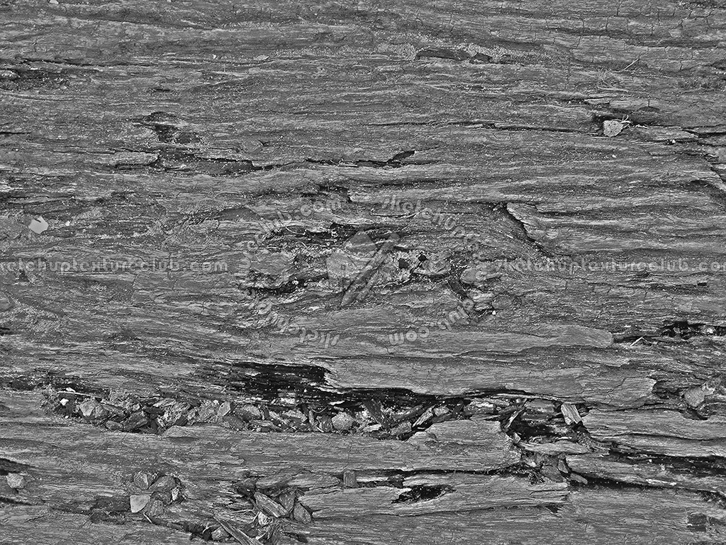 Textures - NATURE ELEMENTS - BARK - Bark texture seamless 12342 - Bump