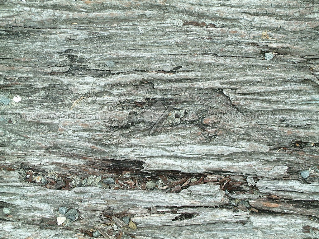 Textures - NATURE ELEMENTS - BARK - Bark texture seamless 12342 (seamless)