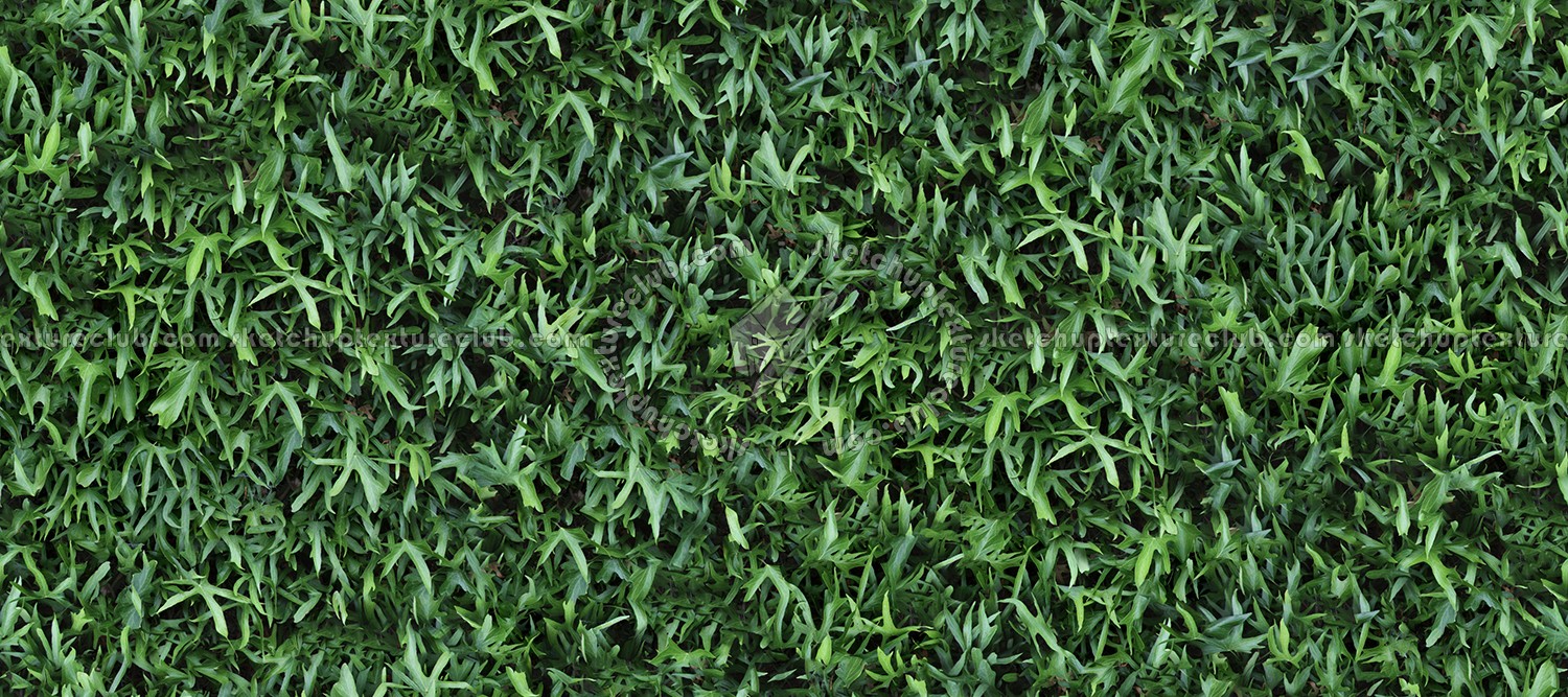 Textures   -   NATURE ELEMENTS   -   VEGETATION   -   Hedges  - Green hedge texture seamless 13107 (seamless)
