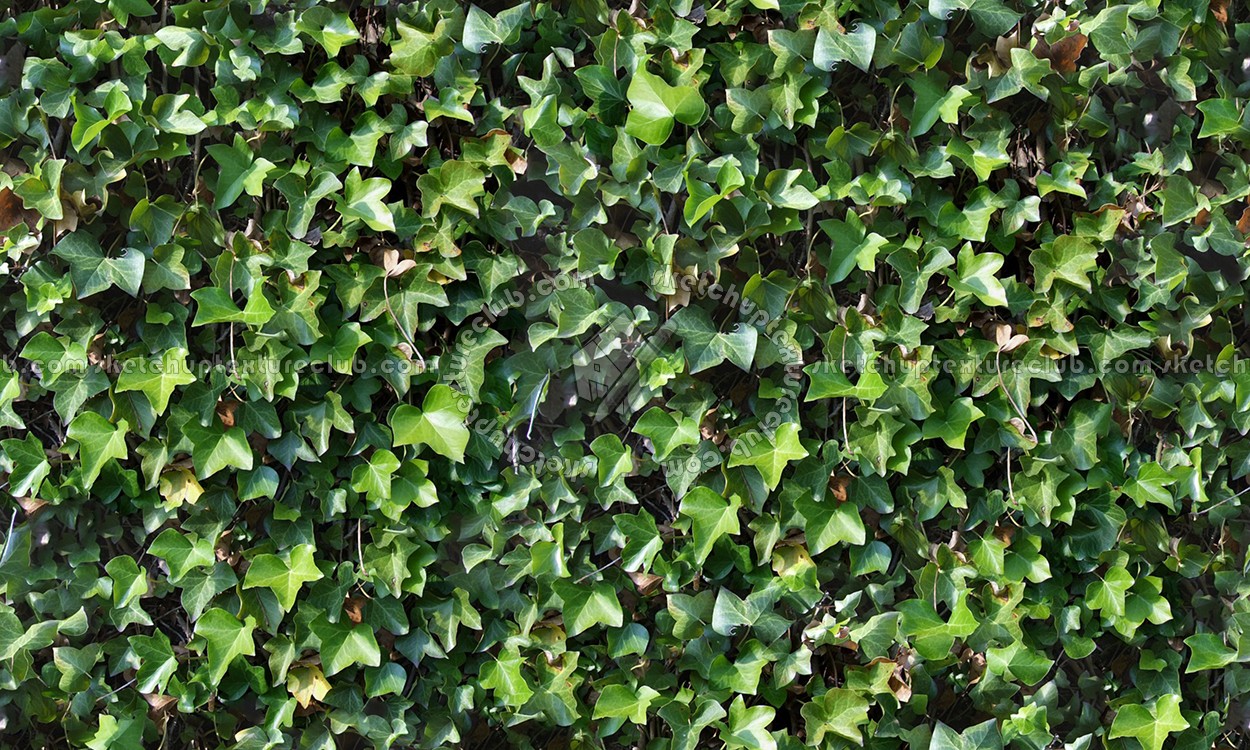 Textures   -   NATURE ELEMENTS   -   VEGETATION   -   Hedges  - Ivy hedge texture seamless 13111 (seamless)
