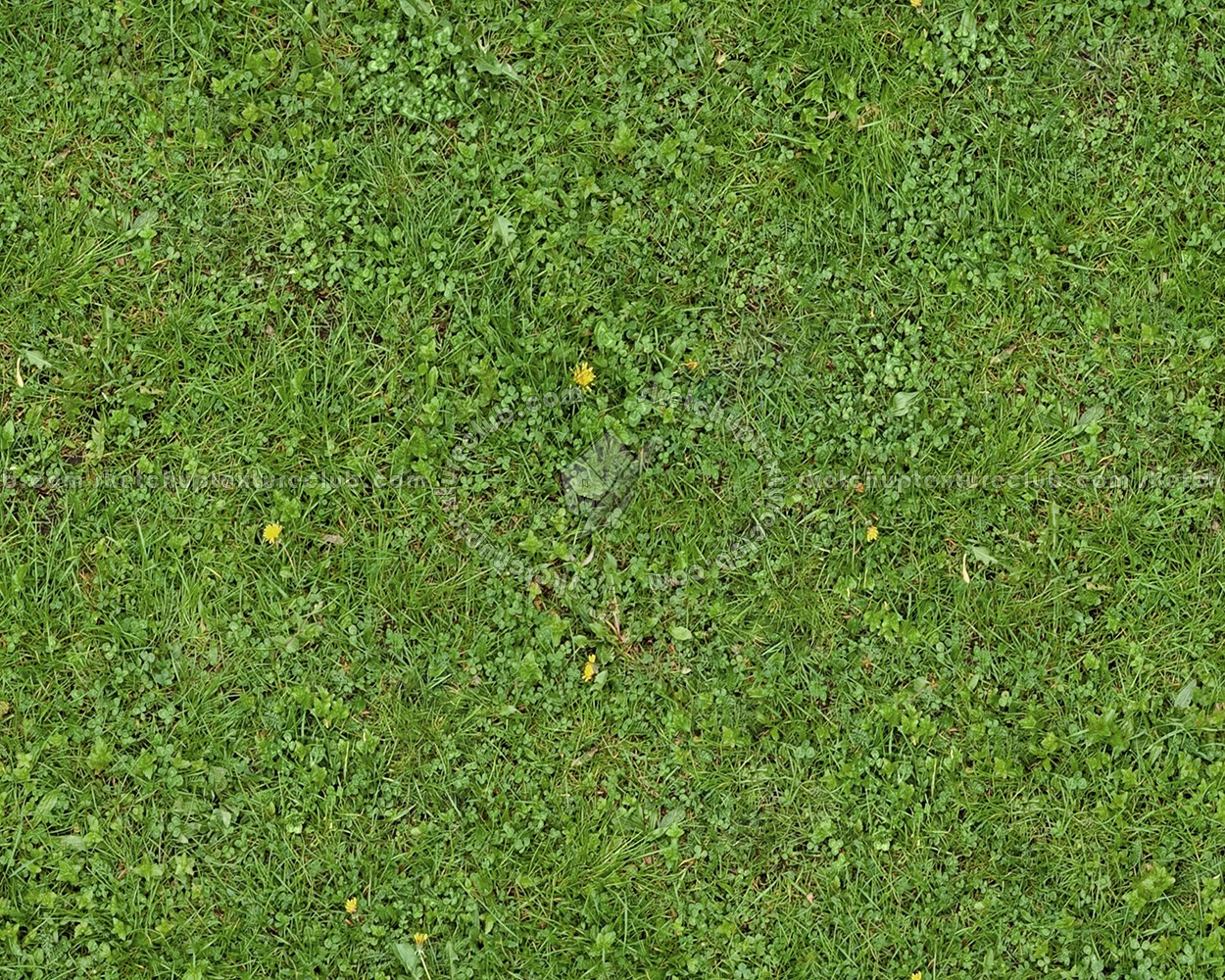 Textures   -   NATURE ELEMENTS   -   VEGETATION   -   Green grass  - Green grass texture seamless 13011 (seamless)