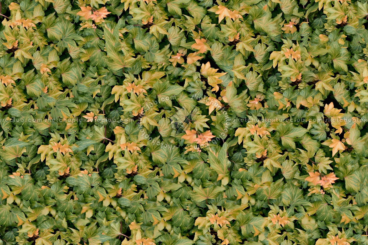 Textures   -   NATURE ELEMENTS   -   VEGETATION   -   Hedges  - Ivy hedge texture seamless 13112 (seamless)