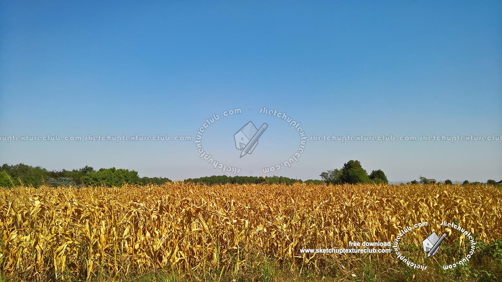 Textures - BACKGROUNDS & LANDSCAPES - NATURE - Countrysides & Hills - Cornfield countrysides landscape texture 17969