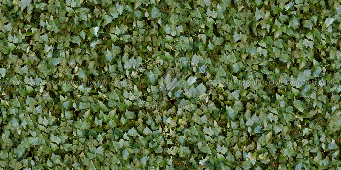 Textures   -   NATURE ELEMENTS   -   VEGETATION   -   Hedges  - Ivy hedge texture seamless 13114 (seamless)