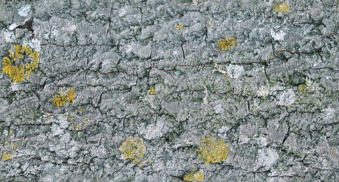 Textures   -   NATURE ELEMENTS   -   BARK  - Bark texture seamless 12357 (seamless)