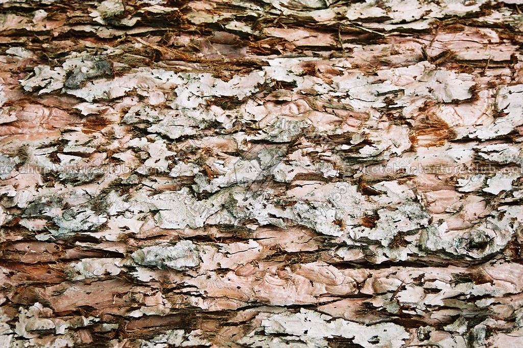 Textures - NATURE ELEMENTS - BARK - Bark texture seamless 12358 (seamless)